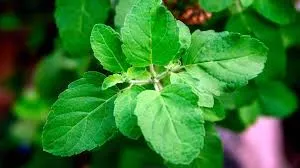 Tulsi (Holy Basil)  