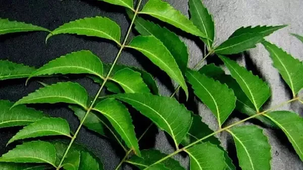 Neem  