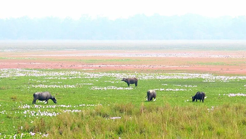 Pobitora Wildlife Sanctuary  