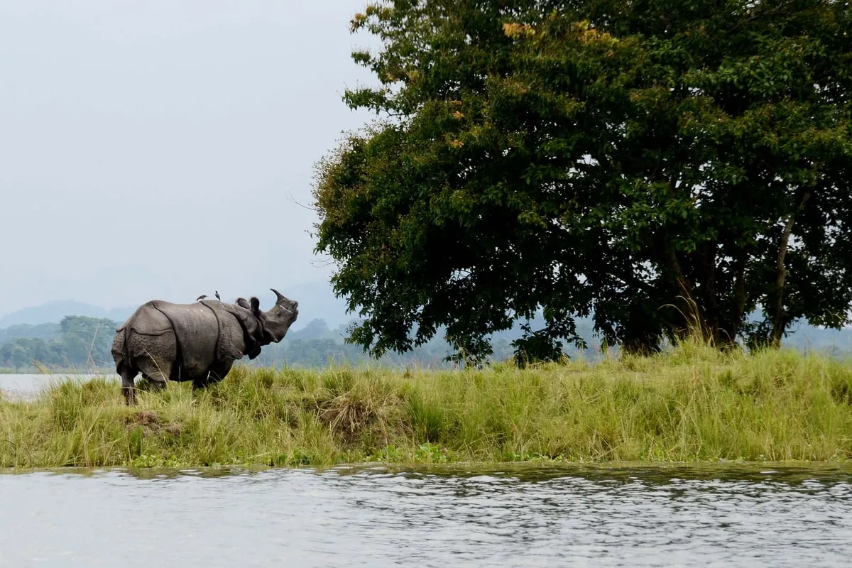 Kaziranga National Park                                      