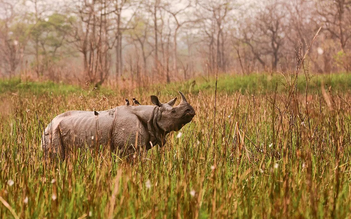 Orang National Park  