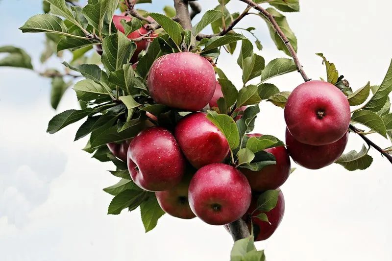 Apple farmers in Himachal Pradesh blame the Adani Group for plummeting apple prices - Gaonconnection | Your Connection with Rural India