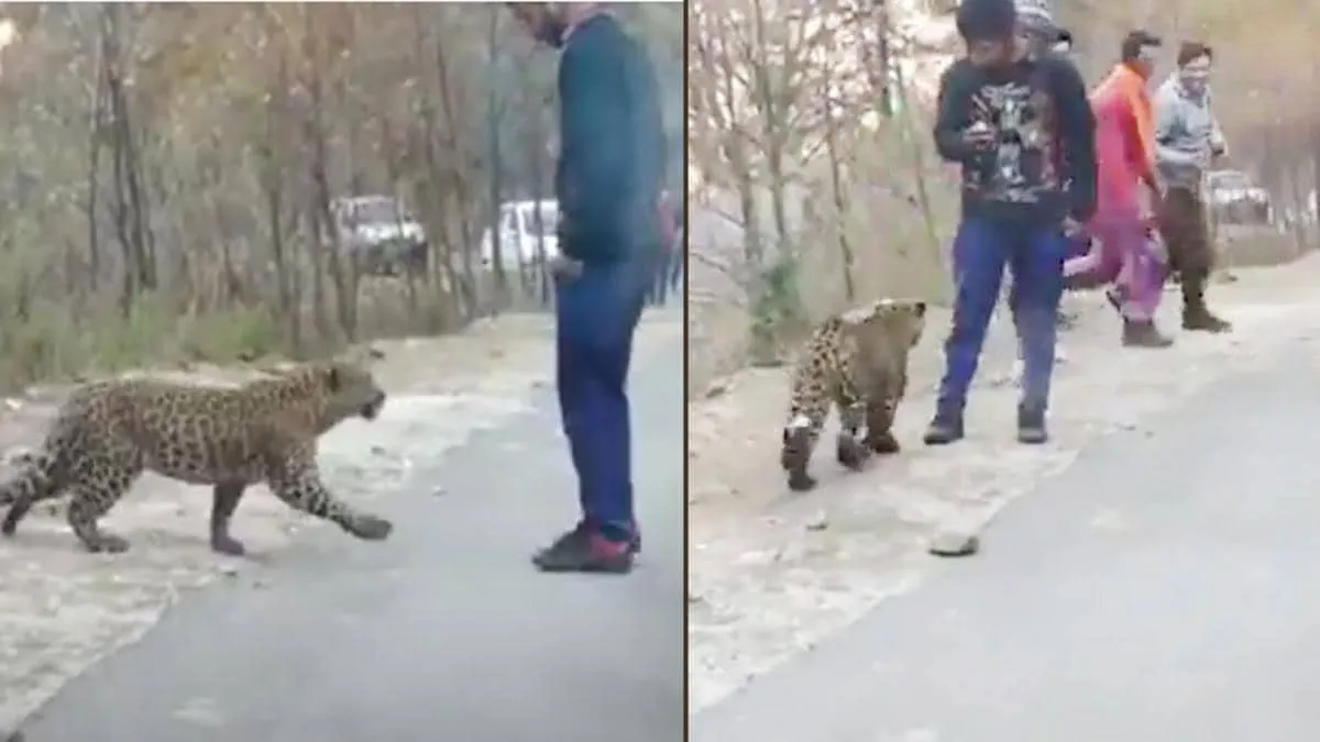 जब जंगली जानवर को इंसानों से हुआ प्यार, देखें शख्स के साथ खेलता तेंदुआ - Wild leopard playing with people on Kullu road - Himachal Pradesh AajTak