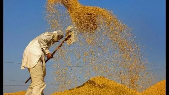 Centre postpones paddy buying in Punjab, Haryana till Oct 11 due to rains -  Hindustan Times