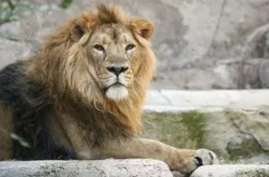 Eight Asiatic lions test positive in COVID-19 in Hyderabad zoo , first in India