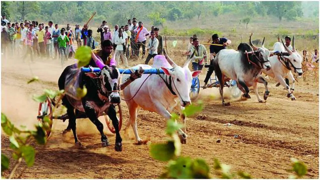 Mumbai's Dabbawalas support bullock cart races in villages