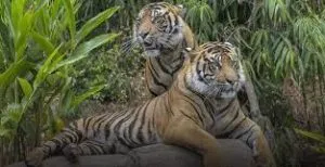 Sumatran tiger population