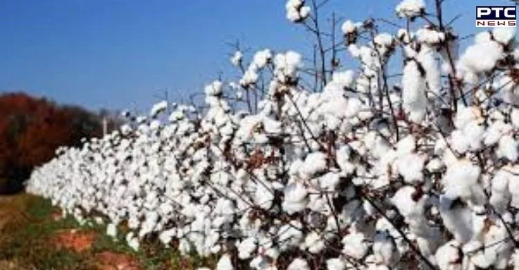 Punjab: Special 'girdawari' to ascertain damage to cotton crops