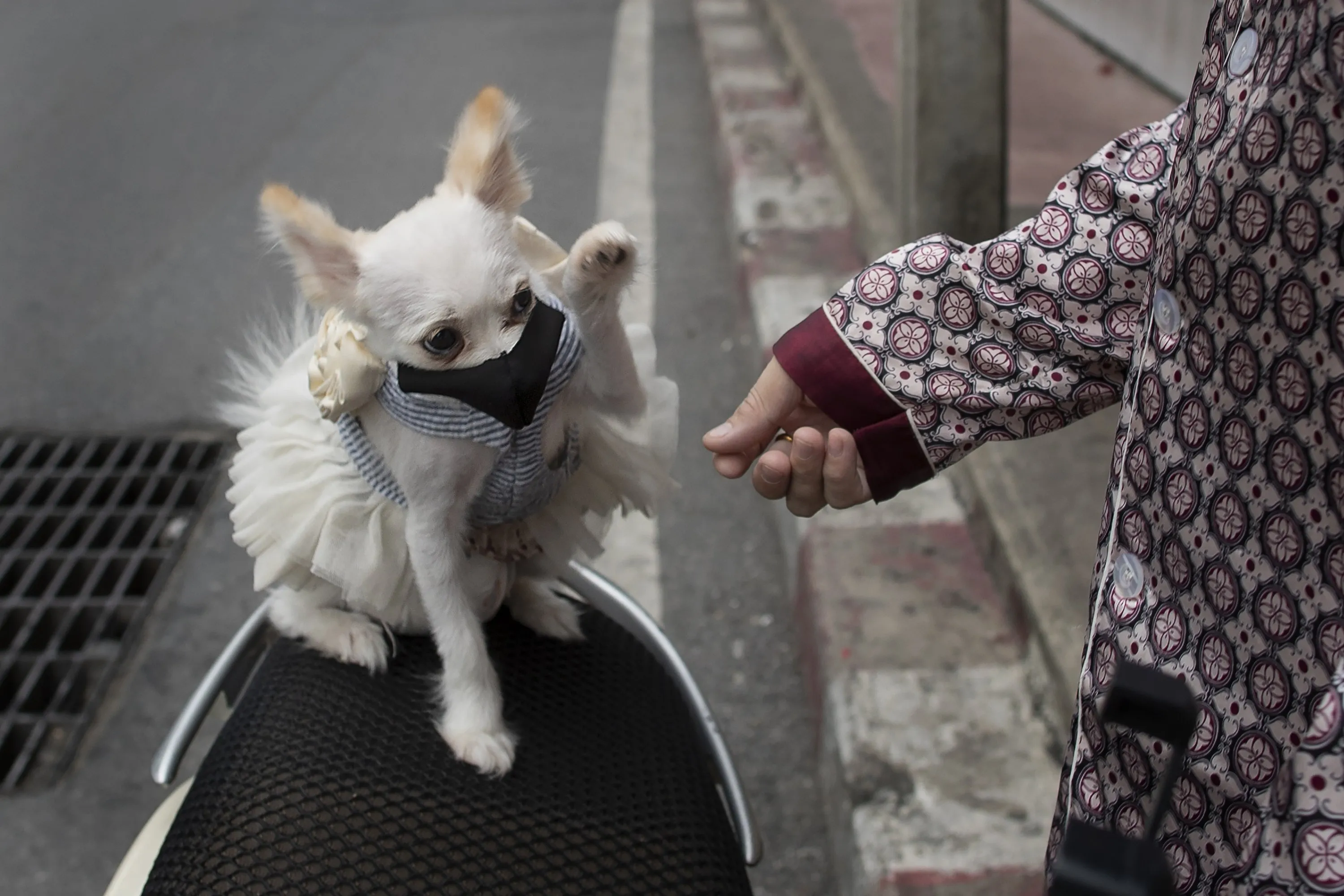 Pets and COVID-19: Humans can pass on coronavirus to dogs and cats, study  finds | Daily Sabah