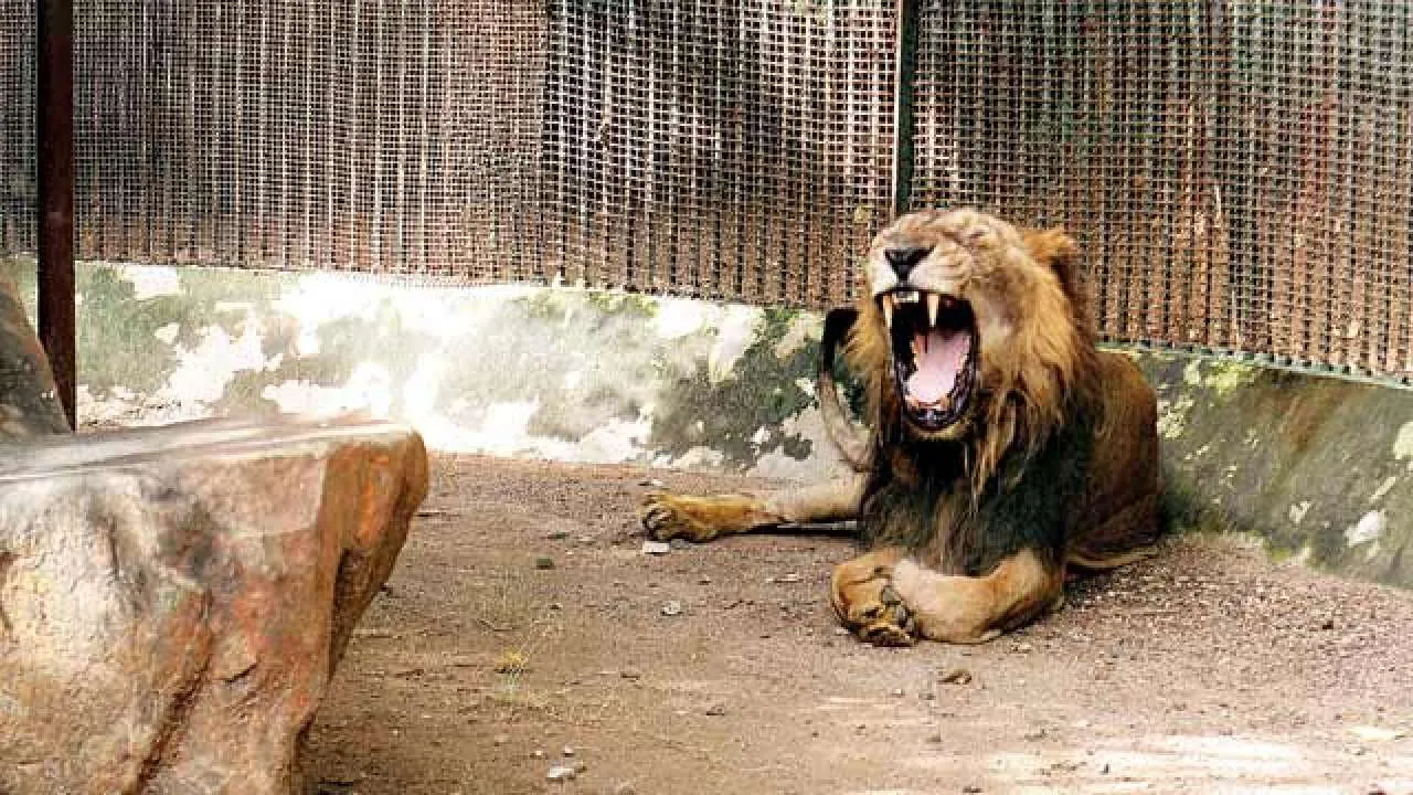 Chandigarh: Man mauled to death by lions at Chhatbir Zoo in Zirakpur