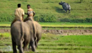 Uttarakhand High Court declares animals to be 
