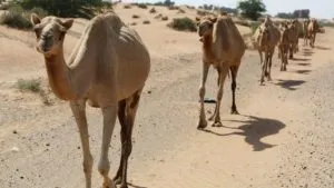 Coronavirus : UAE scientists reserach ‘immune’ camels with COVID-19 to study virus antibodies