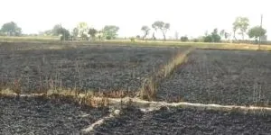 Jalalabad Fire nearly 100 acres of wheat crop burnt to ashes