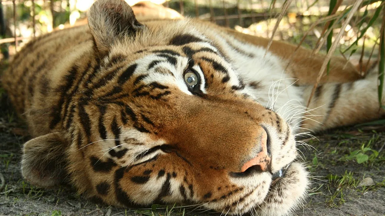 In Loving Memory Of Zeus The Tiger | Big Cat Rescue