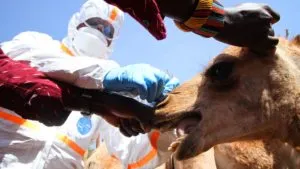 Coronavirus : UAE scientists reserach ‘immune’ camels with COVID-19 to study virus antibodies