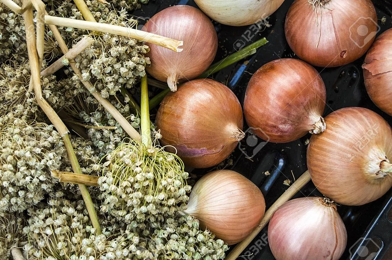 Onion Seeds, Dried Onions And Seeds, Seeds To Grow Dry Onions, Stock Photo,  Picture And Royalty Free Image. Image 86497164.