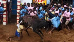3 killed in bull-taming sports in Tamil Nadu