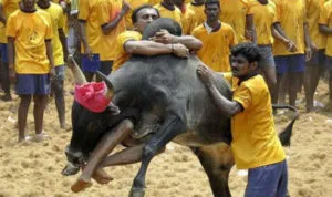 3 killed in bull-taming sports in Tamil Nadu