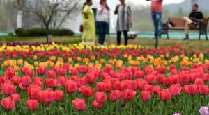 Tulip garden in Srinagar open to visitors