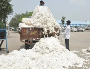 Procurement agencies in state have so far procured around 13 lakh quintals of cotton: Lal Singh