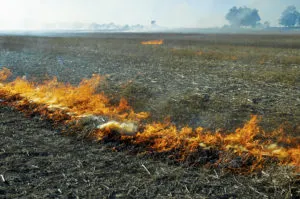 1000 crore plant in Punjab to make paper from Agricultural Residue, will curb stubble burning