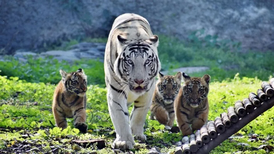 White tigress Diya gave birth to three cubs in November 17. They were since shielded from public gaze.