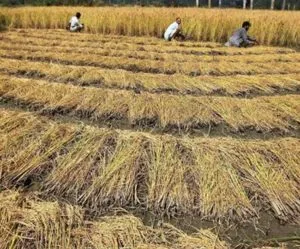 five farmers penalised Rs 2,500 each for burning paddy stubble