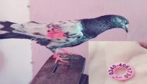 Ajnala Village Dayalpura suspected Pakistani spy pigeon seized