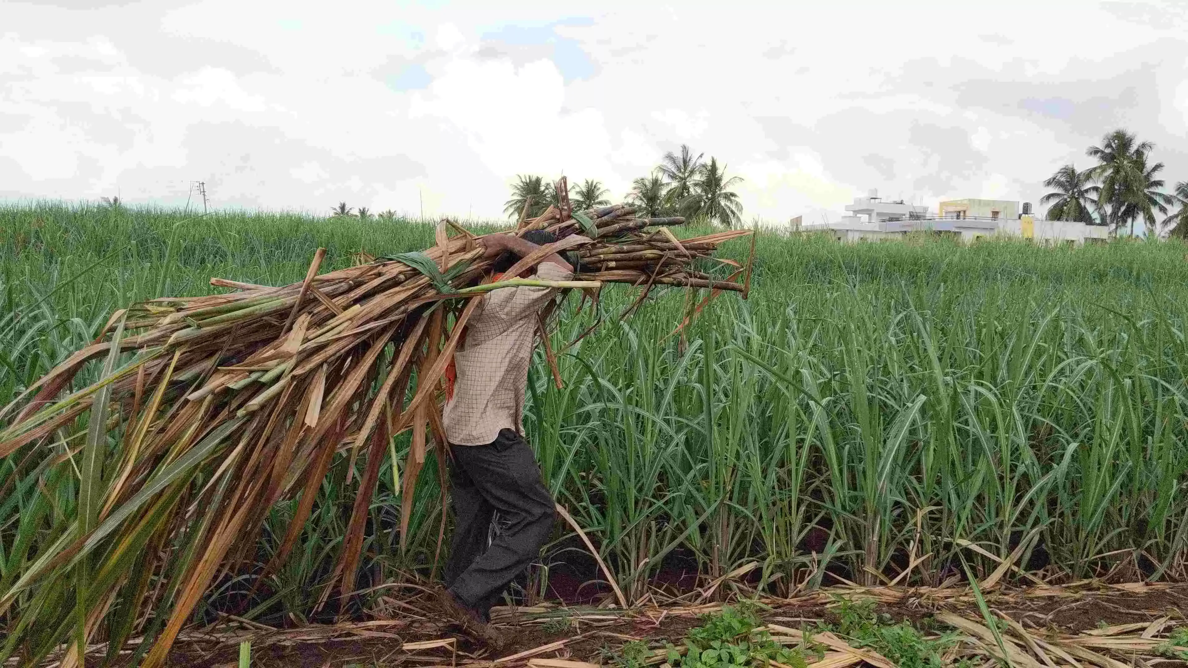 Meet the farmer who earns Rs 50-60 lakh from sugarcane, has 7 lakh followers on social media