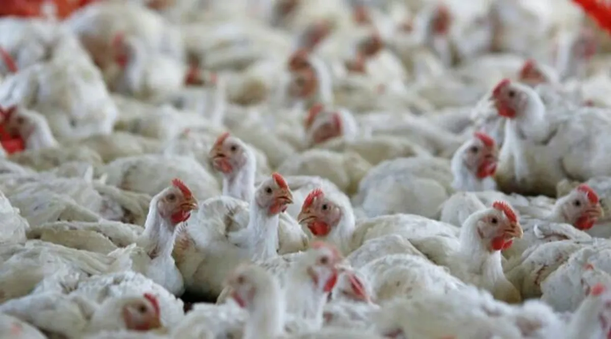 Bird flu in India: Union Minister Sanjiv Balyan on Wednesday raised an alarm regarding avian influenza, also known as bird flu.