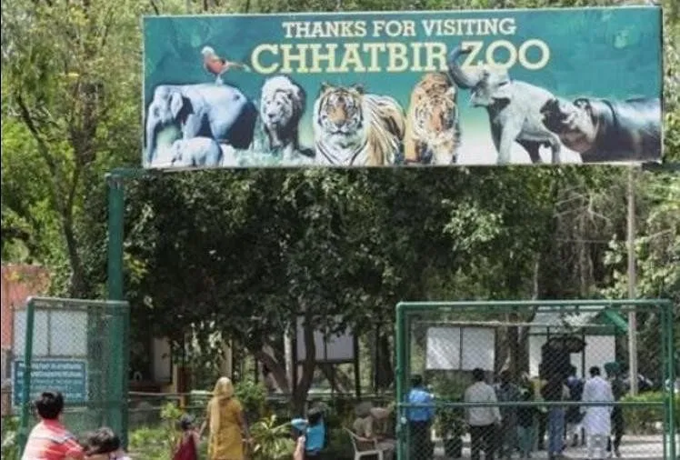 Chandigarh News: Chhatbir Zoo Will Open In October, Many Facilities Went Online - अक्तूबर में खुलेगा छतबीड़ जू, शेर सफारी की ऐसे होगी बुकिंग, खाने-पीने का सामान मिलेगा आनॅलाइन ...