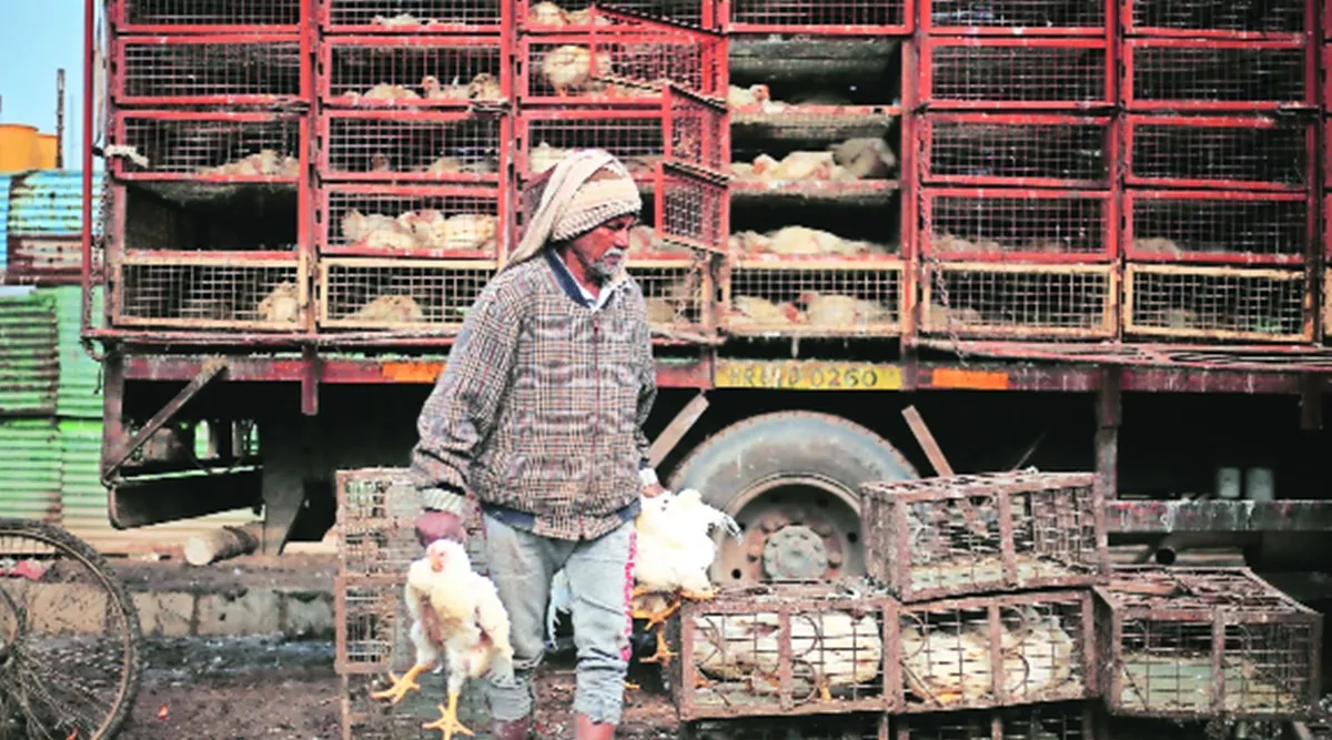 Manish Sisodia orders testing at hotspots: Poultry markets hit by bird flu scare, prices dip | Cities News,The Indian Express