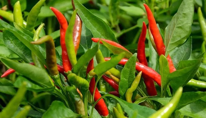 Red chilli