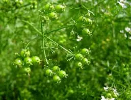 green-coriander