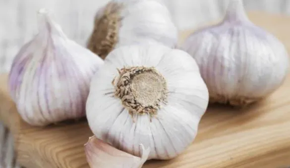 Garlic pic