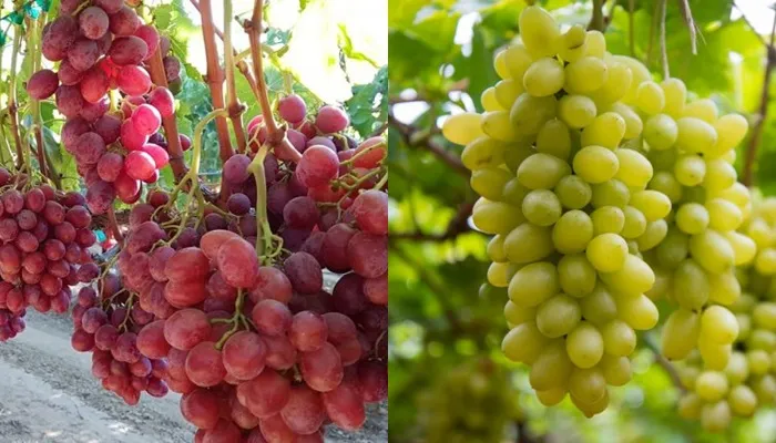 grapes