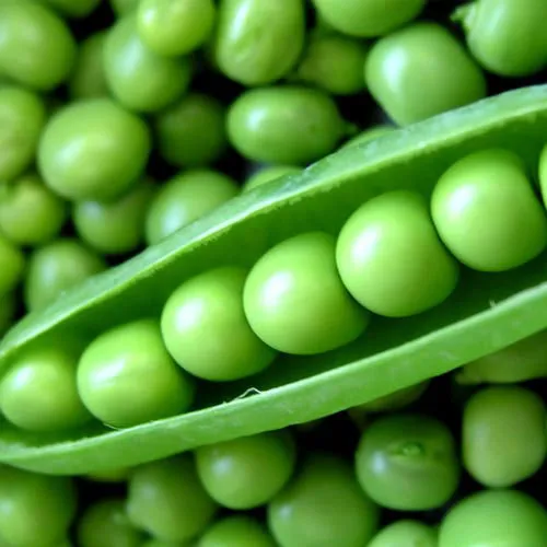 green-pea