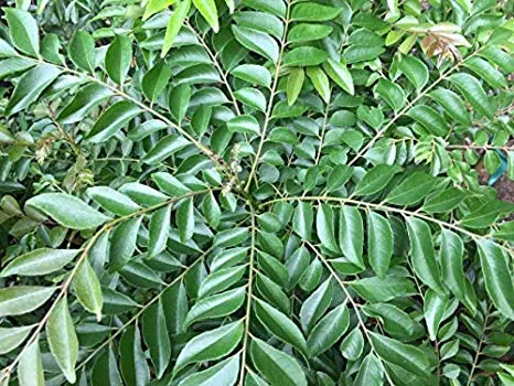 curry-leaf