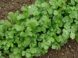 green-coriander