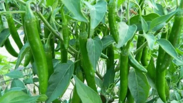 green chilli good for health