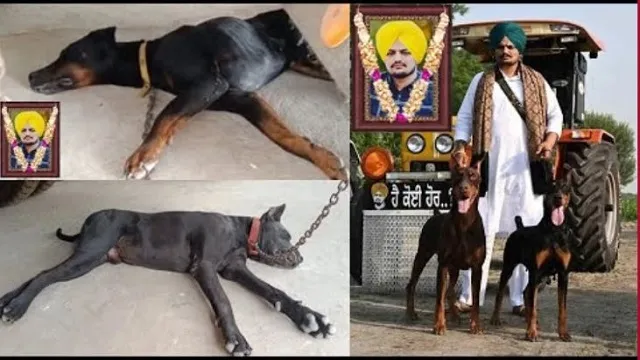 Sidhu Moose Wala Death: Pic of late singer's pet at his memorial goes viral