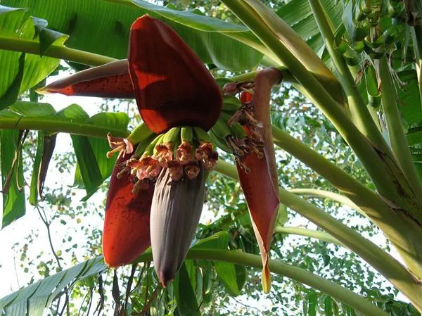 banana-flower