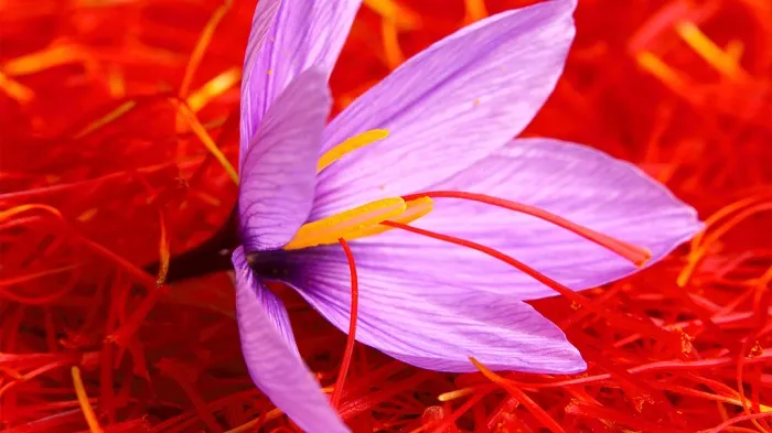 saffron