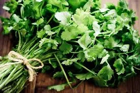 green-coriander