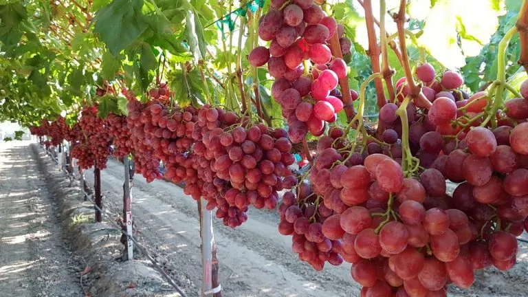 grapes