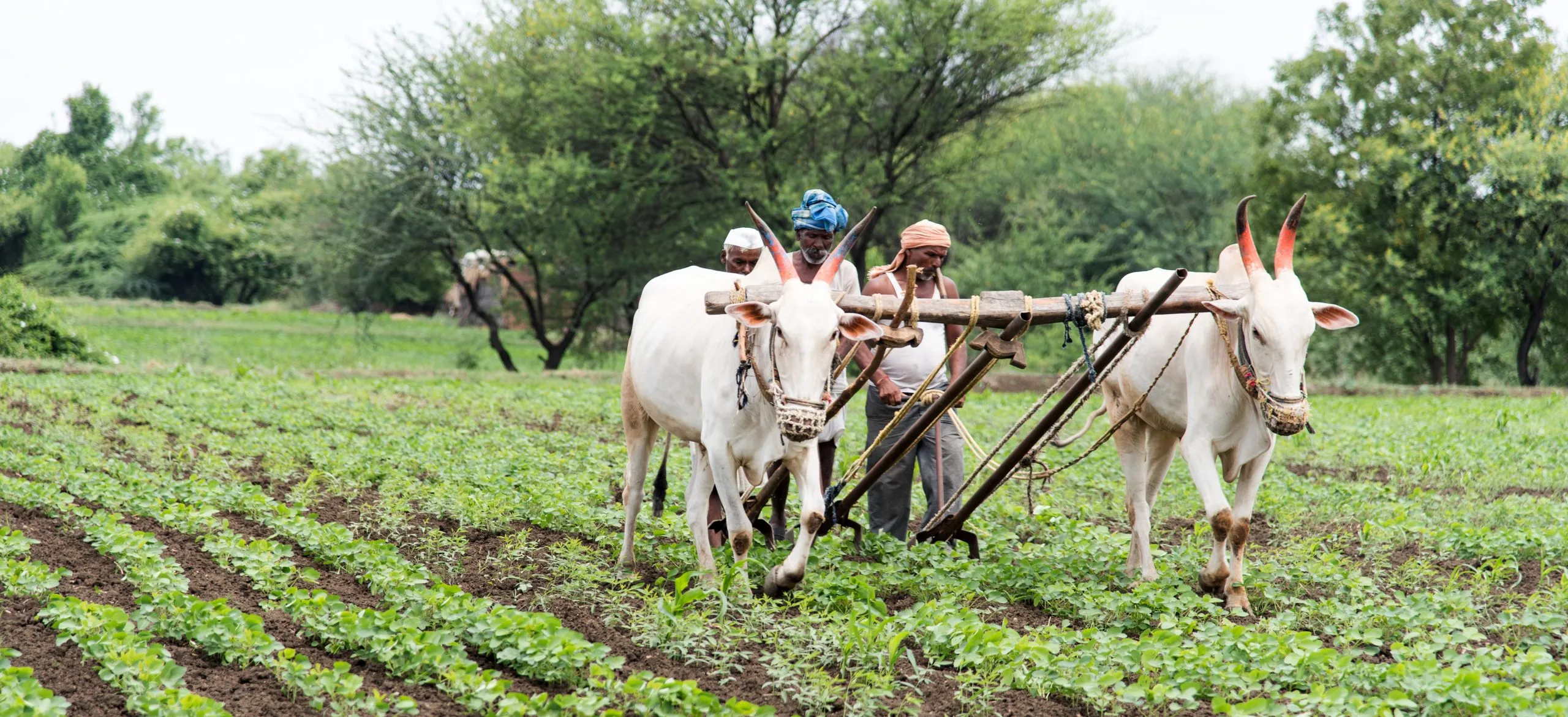 POCRA climate resilient farming