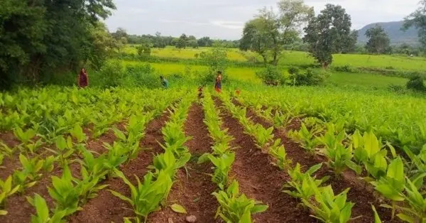 turmeric plant 03 600