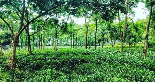 jashpur tea garden 600