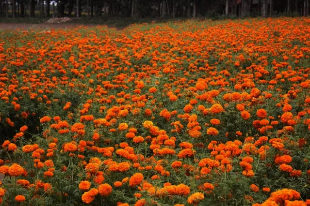 marigold flower