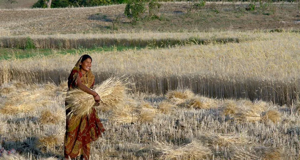 bajra research centre badmer